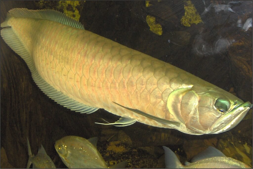 Arowana Fish
