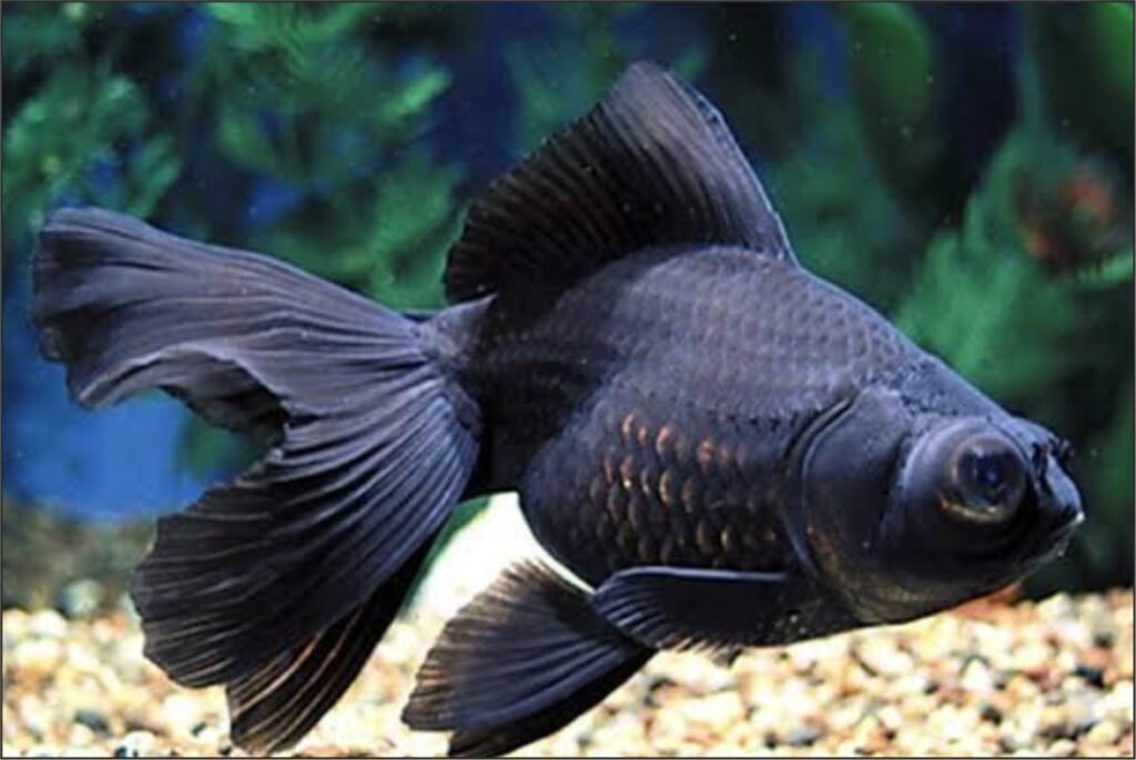 Black Moor Fish