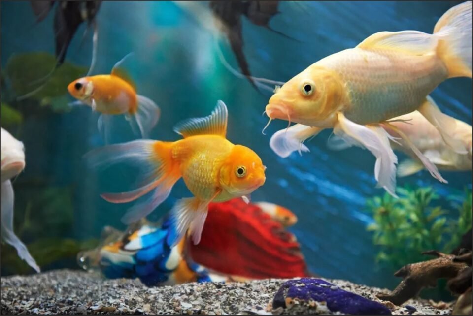 Feng Shui Fish for Aquariums