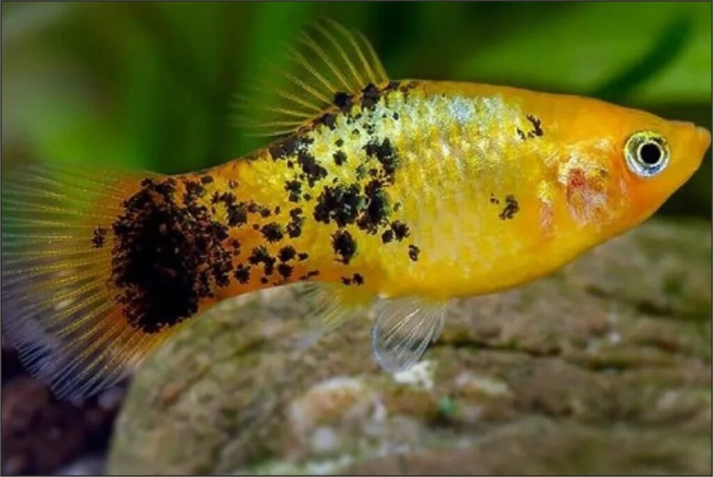 Platy Fish